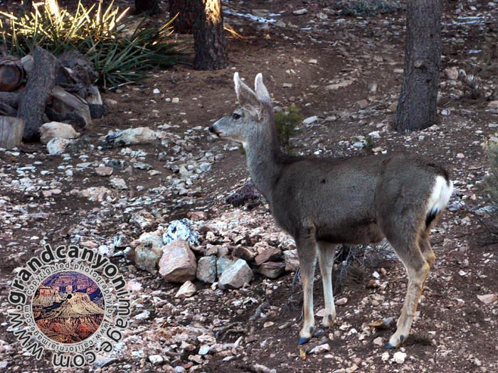 grand-canyon-winter-(03)