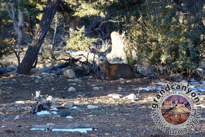 grand-canyon-winter-(05)
