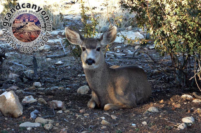 grand-canyon-winter-(06)