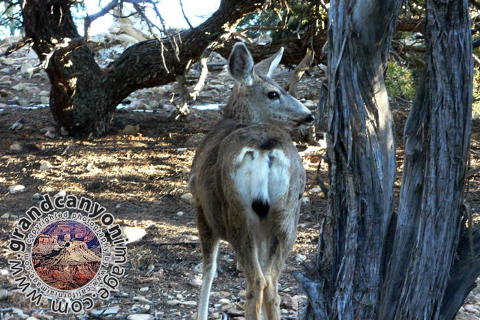 grand-canyon-winter-(08)