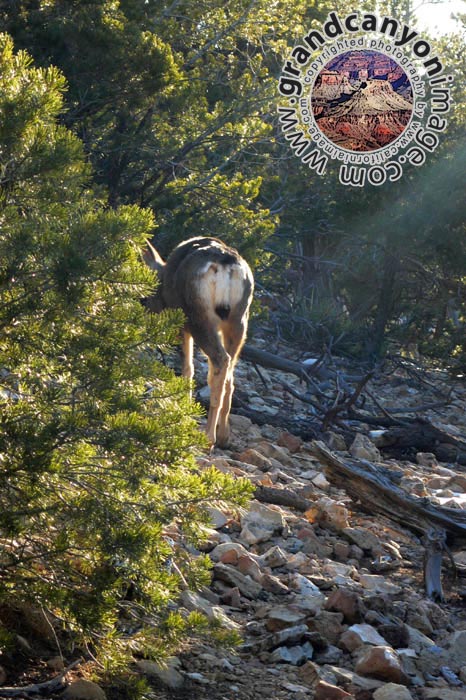 grand-canyon-winter-(09)