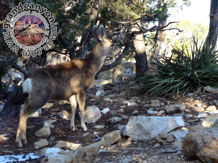 grand-canyon-winter-(10)