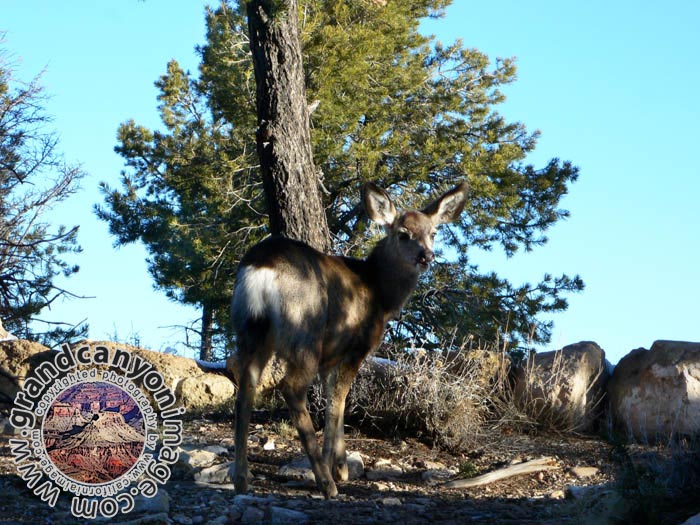 grand-canyon-winter-(12)