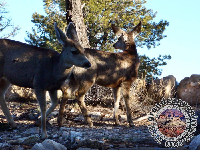 grand-canyon-winter-(13)