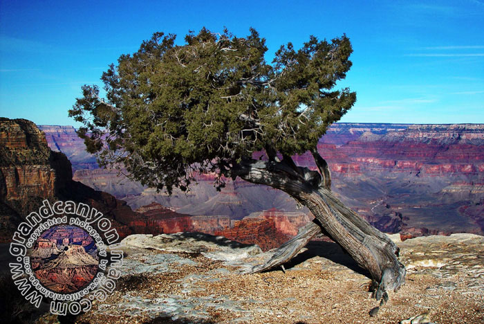 Grand-Canyon-Arizona