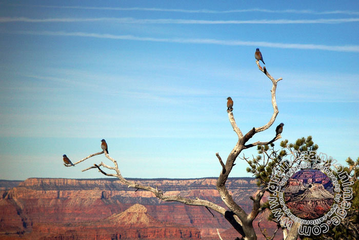 Grand-Canyon-Arizona