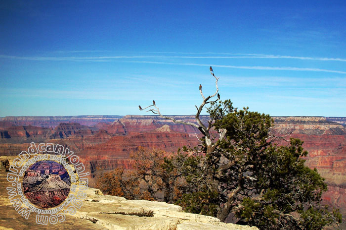 Grand-Canyon-Arizona