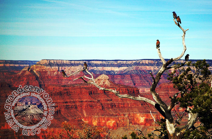 Grand-Canyon-Arizona