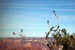 Grand-Canyon-Arizona