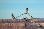 Grand-Canyon-Arizona