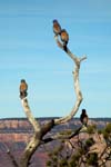 Grand-Canyon-Arizona