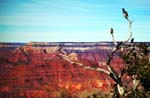 Grand-Canyon-Arizona