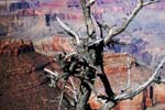 Grand-Canyon-Arizona