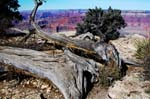 Grand-Canyon-Arizona
