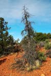 Sedona-Arizona