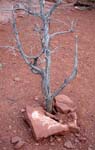 Sedona-Arizona