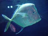 Las-Vegas-Casino-Fish