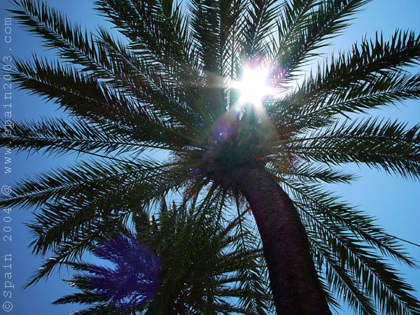 Palms