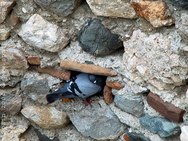 Pigeon