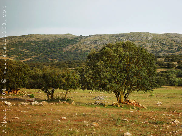 Trees
