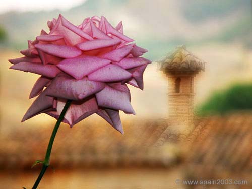 Spain 2003 Rose